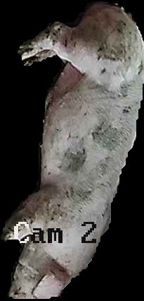 Crop
