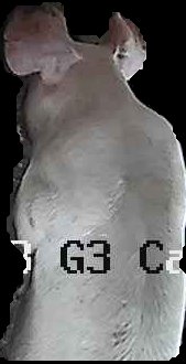 Crop