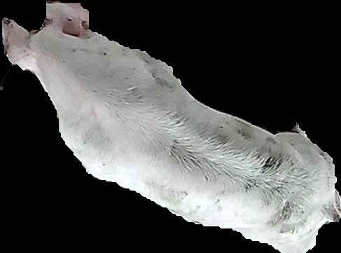 Crop