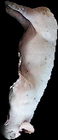 Crop