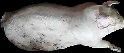 Crop