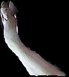 Crop