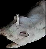 Crop