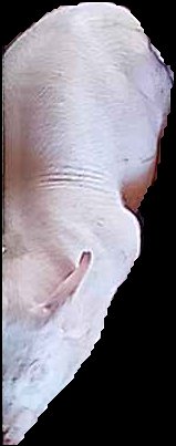 Crop
