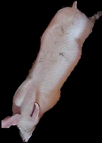 Crop