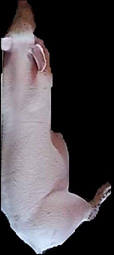 Crop