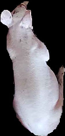 Crop
