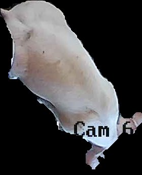 Crop