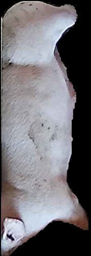 Crop