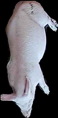 Crop