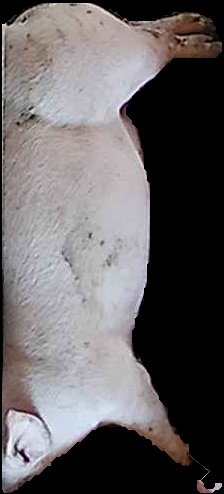 Crop