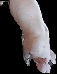 Crop