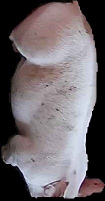 Crop