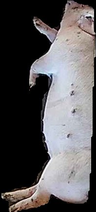 Crop