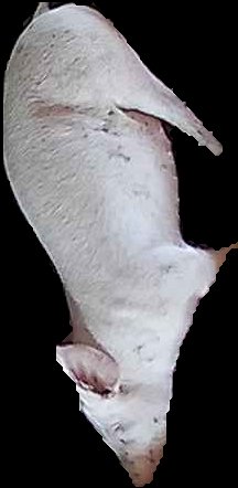 Crop