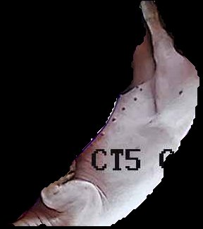 Crop