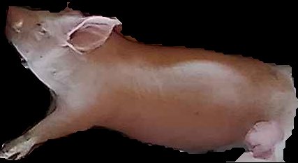 Crop