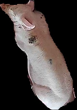Crop