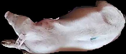 Crop