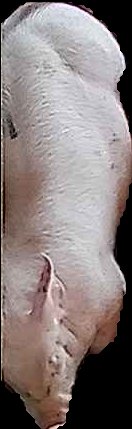 Crop