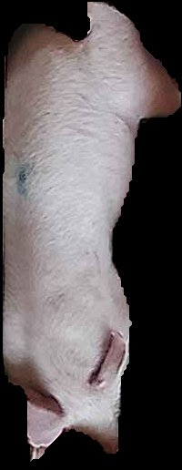 Crop