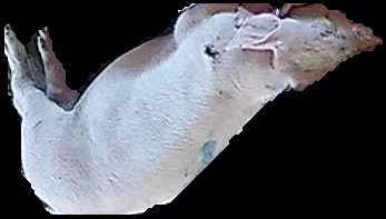 Crop