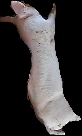 Crop
