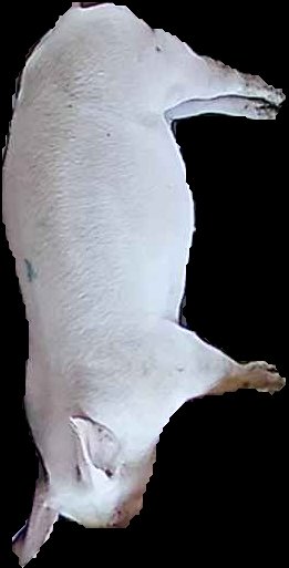 Crop