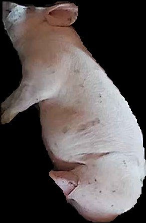 Crop