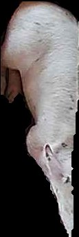 Crop