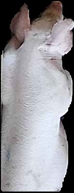 Crop