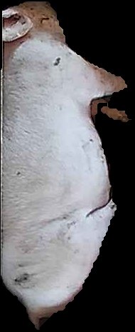 Crop