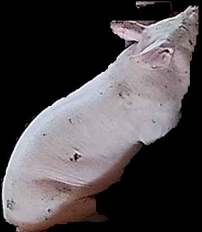 Crop