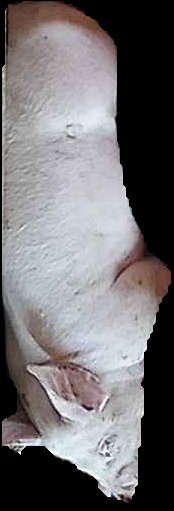 Crop