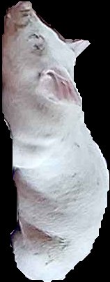 Crop