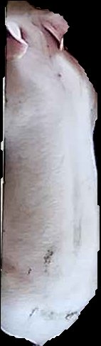 Crop