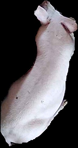 Crop