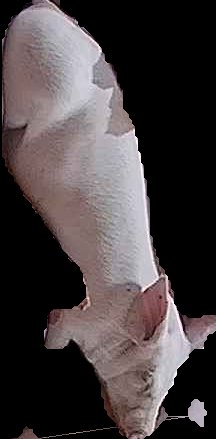 Crop