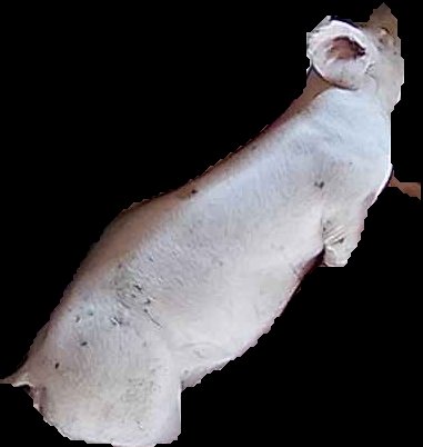Crop