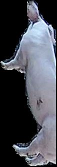 Crop