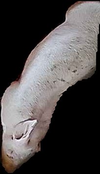 Crop
