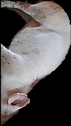 Crop