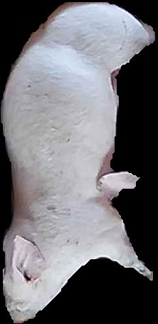 Crop