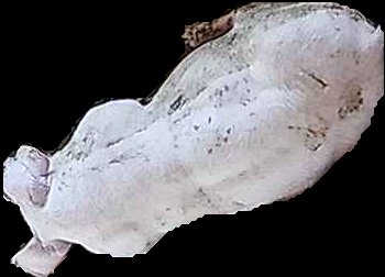Crop
