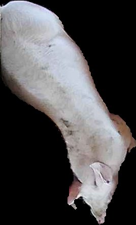 Crop