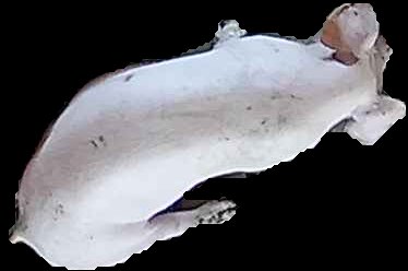 Crop
