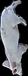 Crop