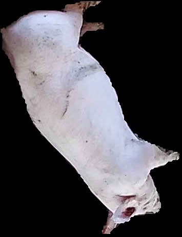Crop