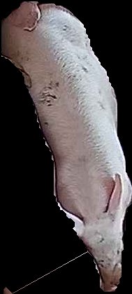 Crop