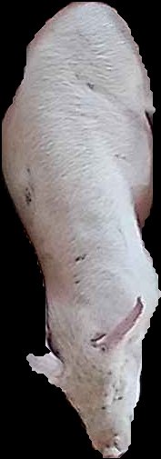 Crop
